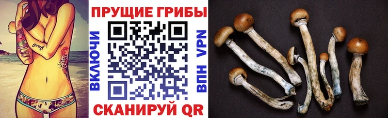 Галлюциногенные грибы Psilocybine cubensis  Нягань 